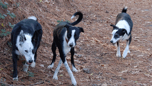 all three on a walk