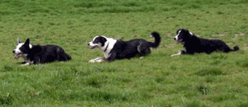 my two Borders with a stranger who instinctively joined in with our game of fetch - he's bringing up the rear, and he even did 'down' at my hand signal command!