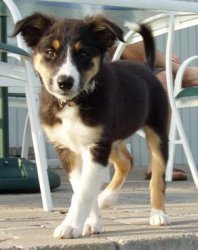 a darker brown Border pup