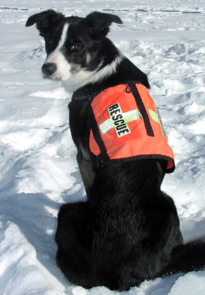 A Border as a Rescue Dog