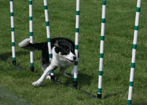 A Border running agility 'weave poles'