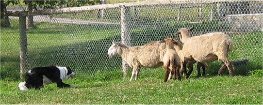 A Border doing a 'creep' to move sheep