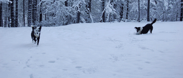 both playing in snow