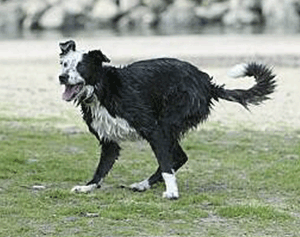 picture of Sparky waiting for frisbee