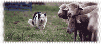 a Border doing a 'walkup' on sheep